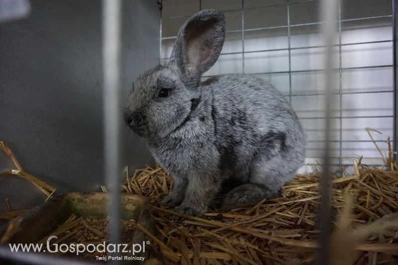 Wystawa zwierząt w Szepietowie