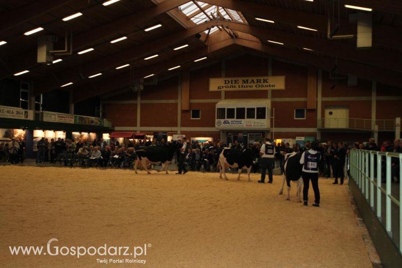 Wystawa  Blickpunkt Rind 2013 w miejscowości Paaren/Glien (Niemcy)