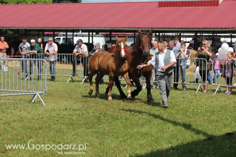 Regionalna Wystawa Zwierząt Hodowlanych i Dni z Doradztwem Rolniczym w Szepietowie-sobota