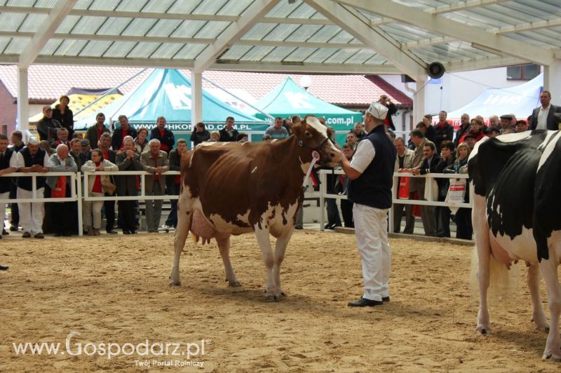 VII Ogólnopolska Wystawa Bydła Hodowlanego - Sielinko 2012