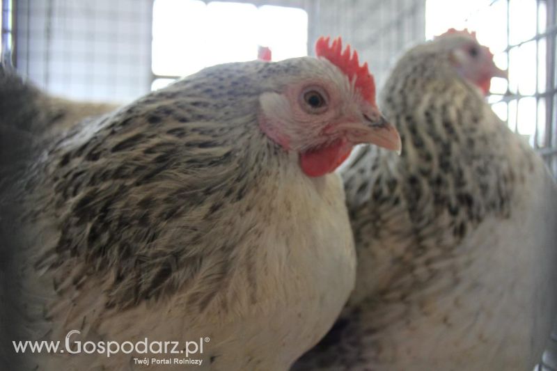 XXVI Krajowa Wystawa Zwierząt Hodowlanych - sobota i niedziela