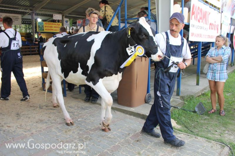 Bydło - Szepietowo 2012 XIX Regionalna Wystawa Zwierząt Hodowlanych