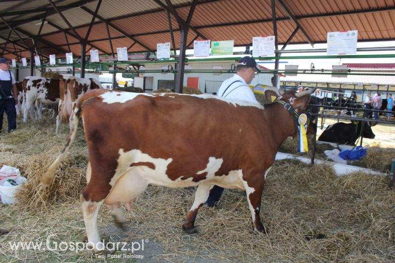 Bydło - Szepietowo 2012 XIX Regionalna Wystawa Zwierząt Hodowlanych