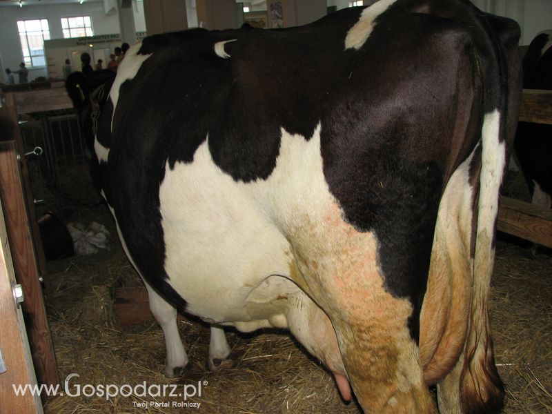 Bydło mleczne na XXV Krajowej Wystawie Zwierząt Hodowlanych