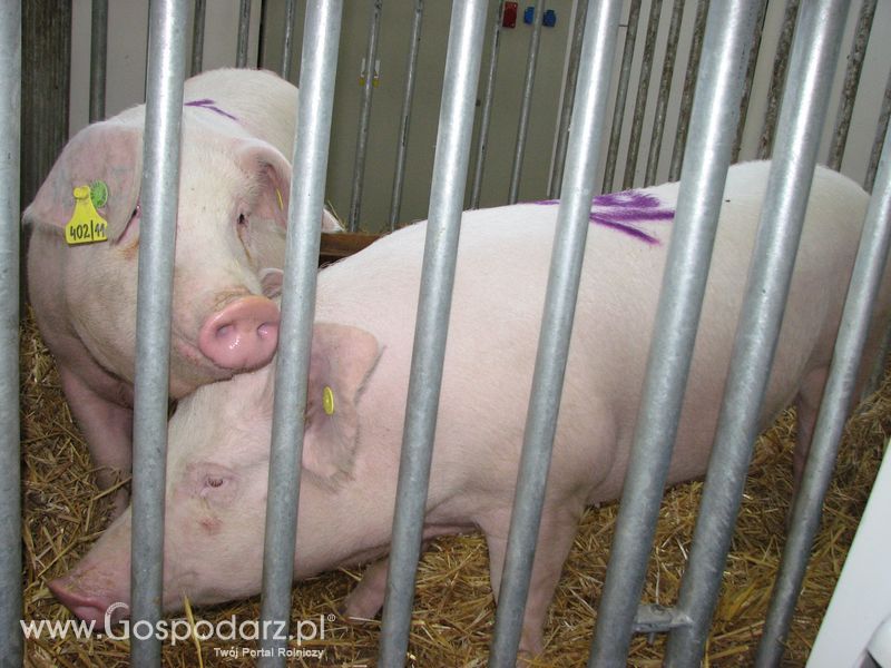 Lochy, knury na XXV Krajowej Wystawie Zwierząt Hodowlanych