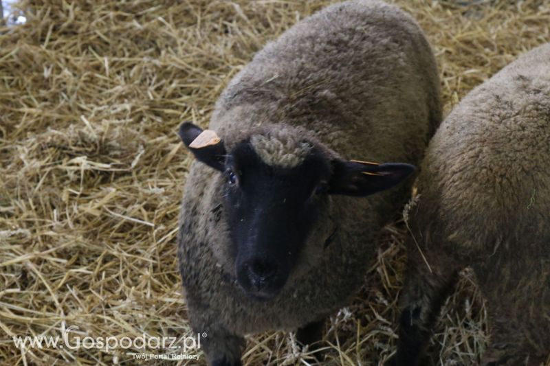 Krajowa Wystawa Zwierząt Hodowlanych w Poznaniu 2017 (sobota, 6 maja)
