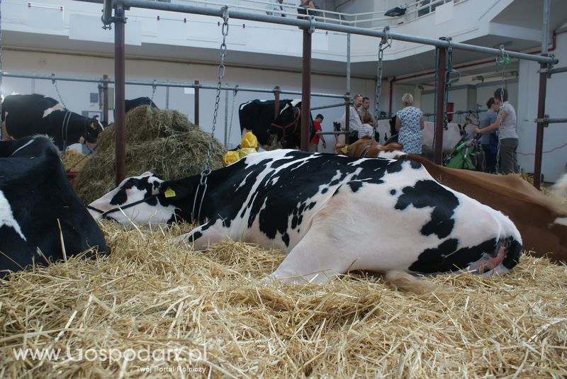Bydło mleczne na XXV Krajowej Wystawie Zwierząt Hodowlanych