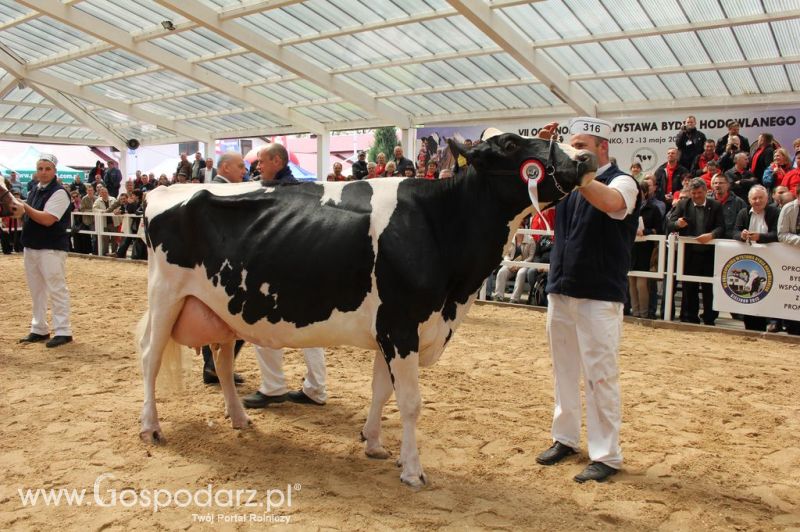 Championi VII Ogólnopolskiej Wystawy Bydła Hodowlanego - Sielinko 2012