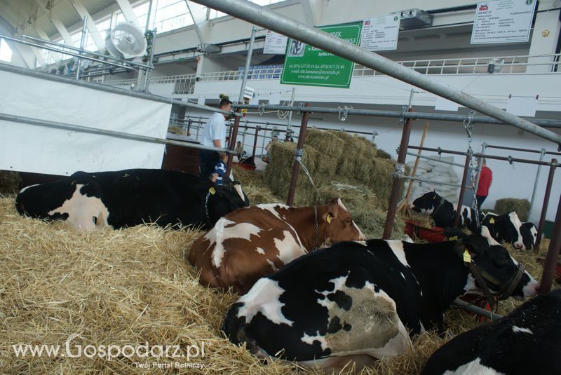 Bydło mleczne na XXV Krajowej Wystawie Zwierząt Hodowlanych