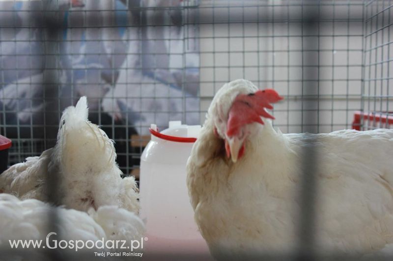 Regionalna Wystawa Zwierząt Hodowlanych i Dni z Doradztwem Rolniczym w Szepietowie-niedziela