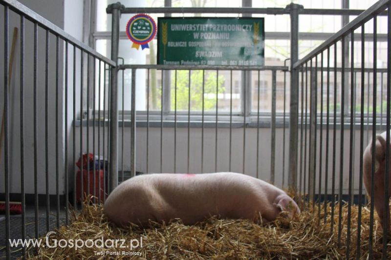XXVI Krajowa Wystawa Zwierząt Hodowlanych - sobota i niedziela