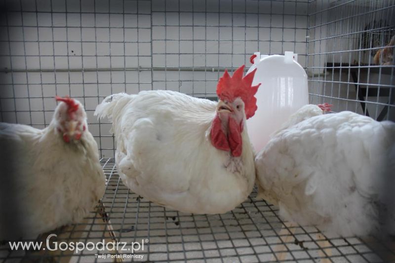 Regionalna Wystawa Zwierząt Hodowlanych i Dni z Doradztwem Rolniczym w Szepietowie-niedziela