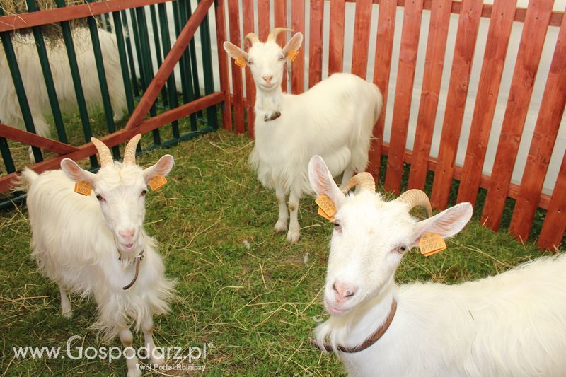 Konferencja Naukowo-Techniczna pt. Innowacyjność w produkcji zwierzęcej - oczekiwania czy konieczność
