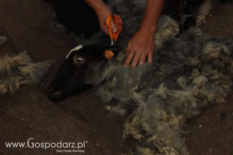 X Wystawa Ras Rodzimych - Wręczenie nagród