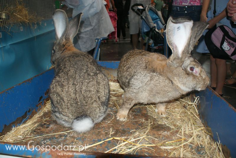 Króliki, nutrie, lisy, norki i inne futerkowe zwierzęta na XXV KWZH