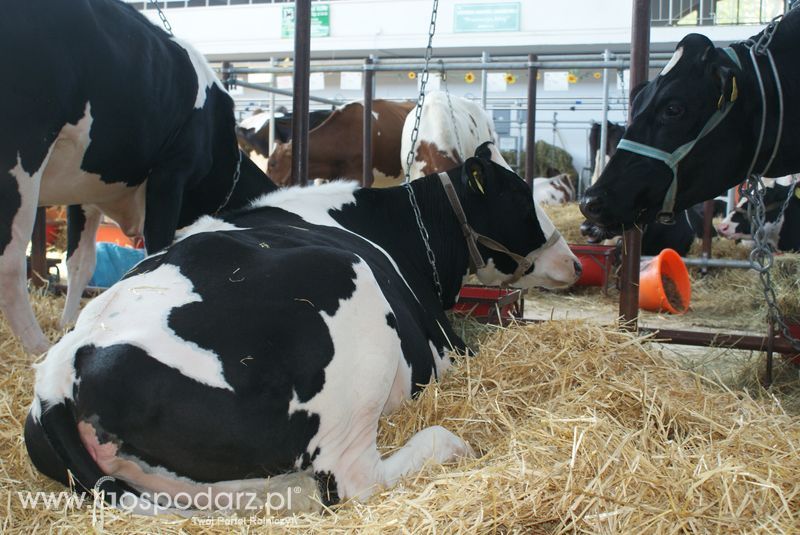 Bydło mleczne na XXV Krajowej Wystawie Zwierząt Hodowlanych