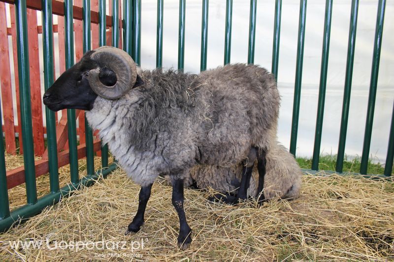Konferencja Naukowo-Techniczna pt. Innowacyjność w produkcji zwierzęcej - oczekiwania czy konieczność dzień drugi