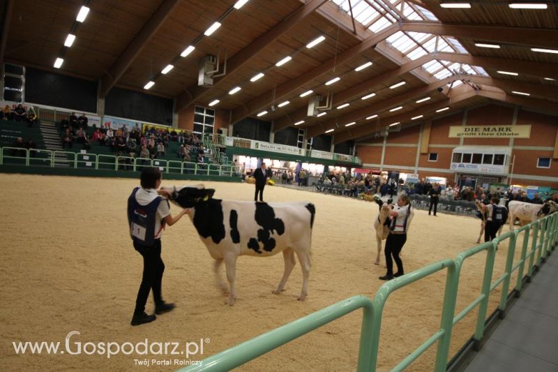 Wystawa  Blickpunkt Rind 2013 w miejscowości Paaren/Glien (Niemcy)