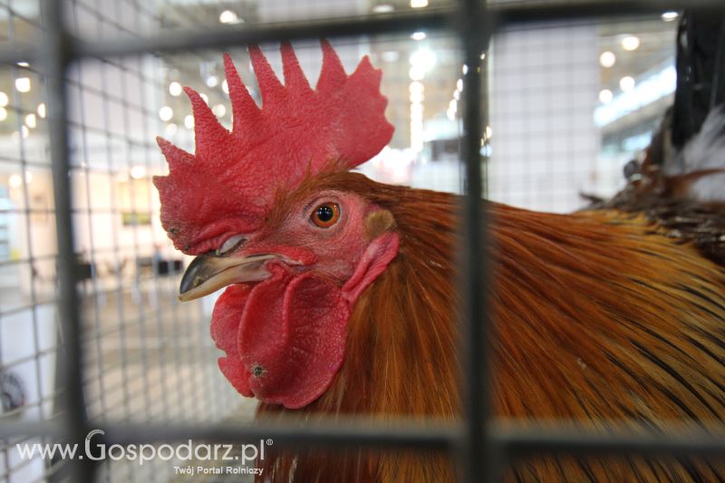 Polagra Premiery 2014 - czwartek