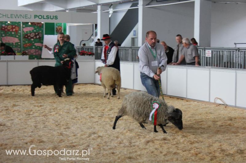 XXVI Krajowa Wystawa Zwierząt Hodowlanych - sobota i niedziela