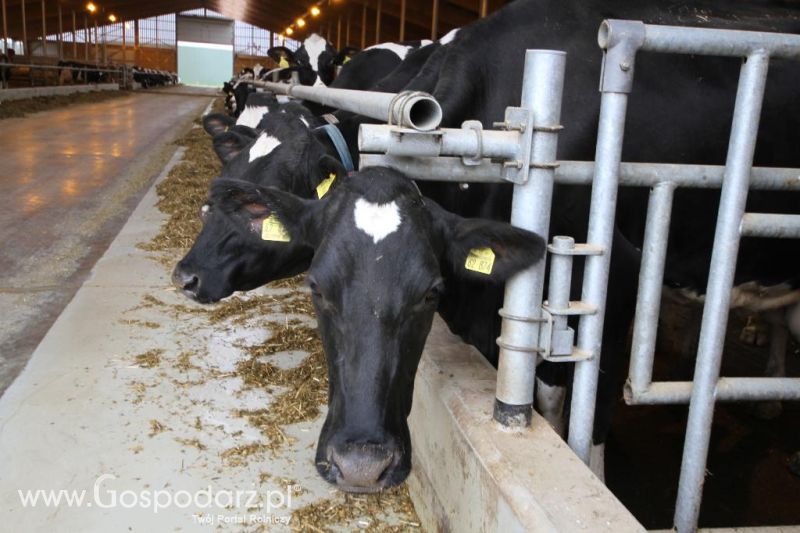 Wyjazd studyjny na farmę Langengrassau w Niemczech