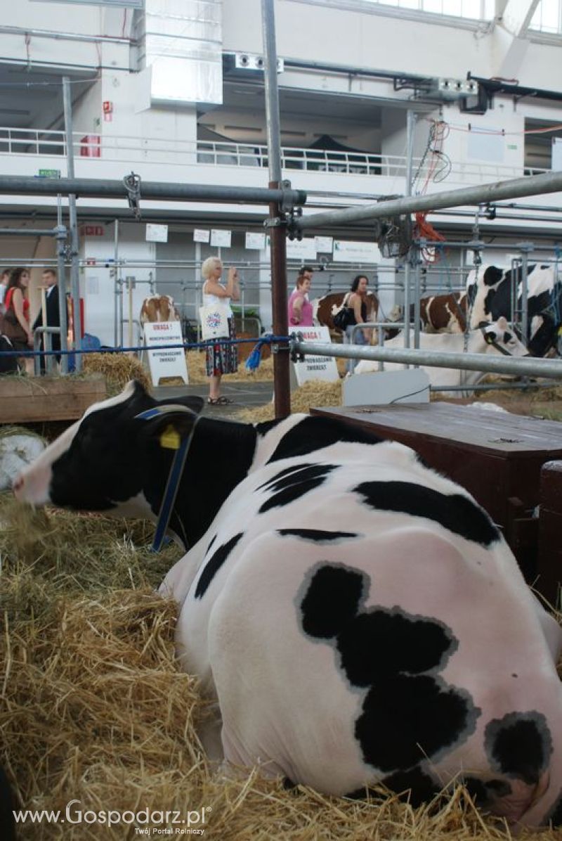 Bydło mleczne na XXV Krajowej Wystawie Zwierząt Hodowlanych