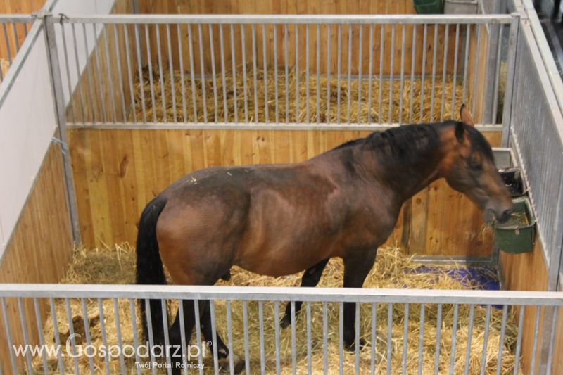 XXV Krajowa Wystawa Zwierząt Hodowlanych Niedziela