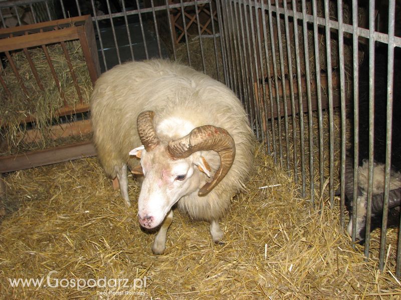 Owce i kozy na XXV Krajowej Wystawie Zwierząt Hodowlanych