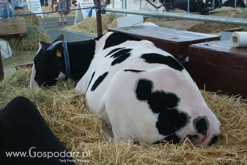 Bydło mleczne na XXV Krajowej Wystawie Zwierząt Hodowlanych