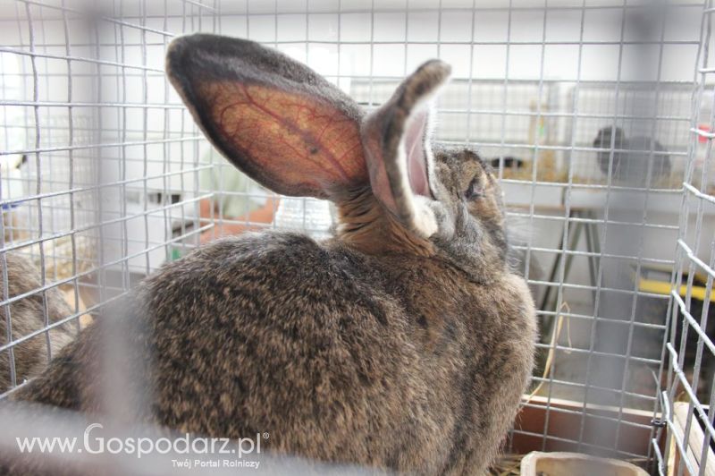 Drób - Szepietowo 2012 XIX Regionalna Wystawa Zwierząt Hodowlanych