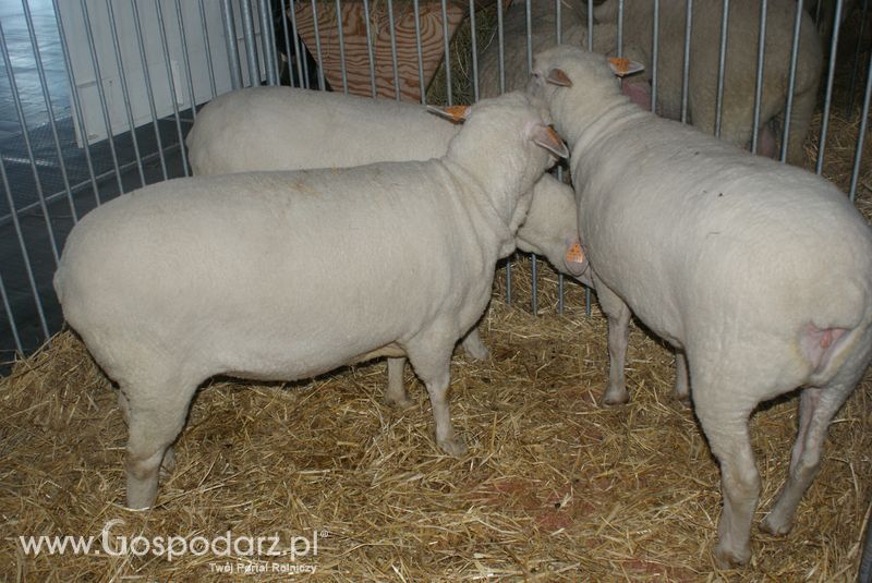 Owce i kozy na XXV Krajowej Wystawie Zwierząt Hodowlanych