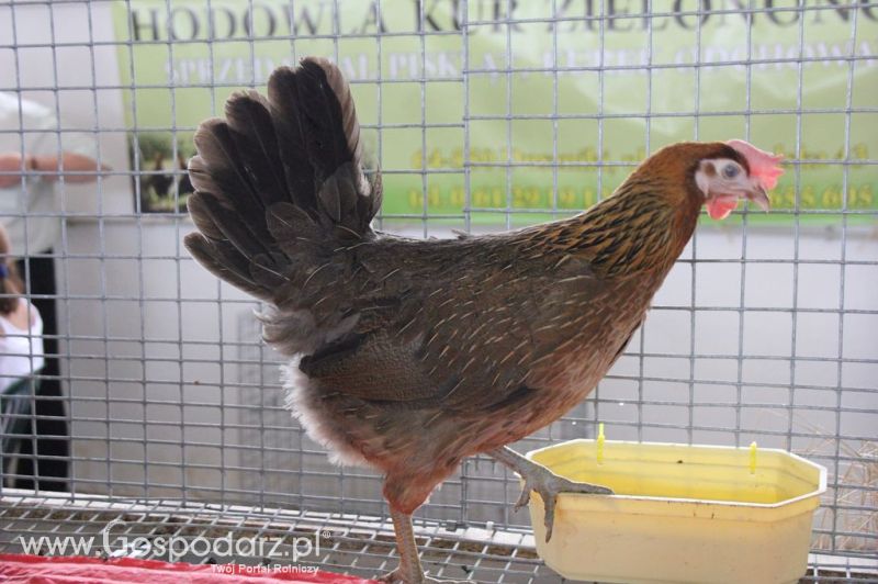 Drób - Szepietowo 2012 XIX Regionalna Wystawa Zwierząt Hodowlanych