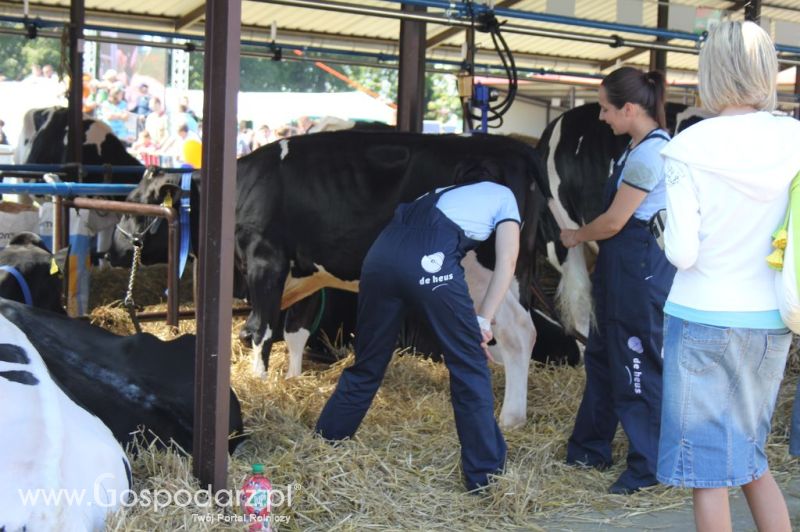Bydło - Szepietowo 2012 XIX Regionalna Wystawa Zwierząt Hodowlanych