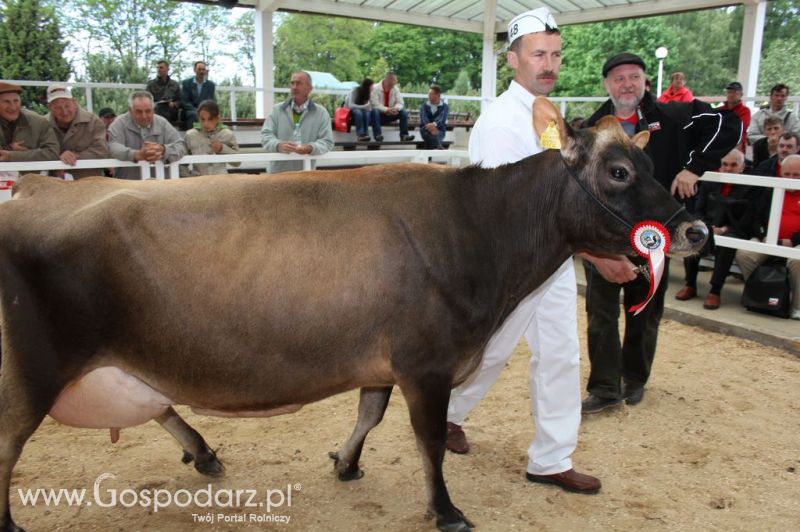 VII Ogólnopolska Wystawa Bydła Hodowlanego - Sielinko 2012