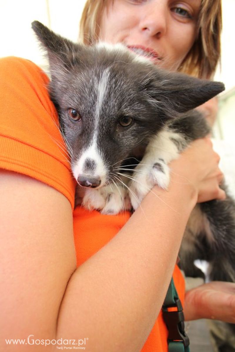 Konferencja Naukowo-Techniczna pt. Innowacyjność w produkcji zwierzęcej - oczekiwania czy konieczność dzień drugi