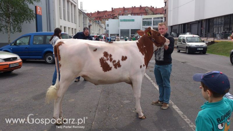 KWZH 2015. Bliskie spotkania ze zwierzętami hodowlanymi