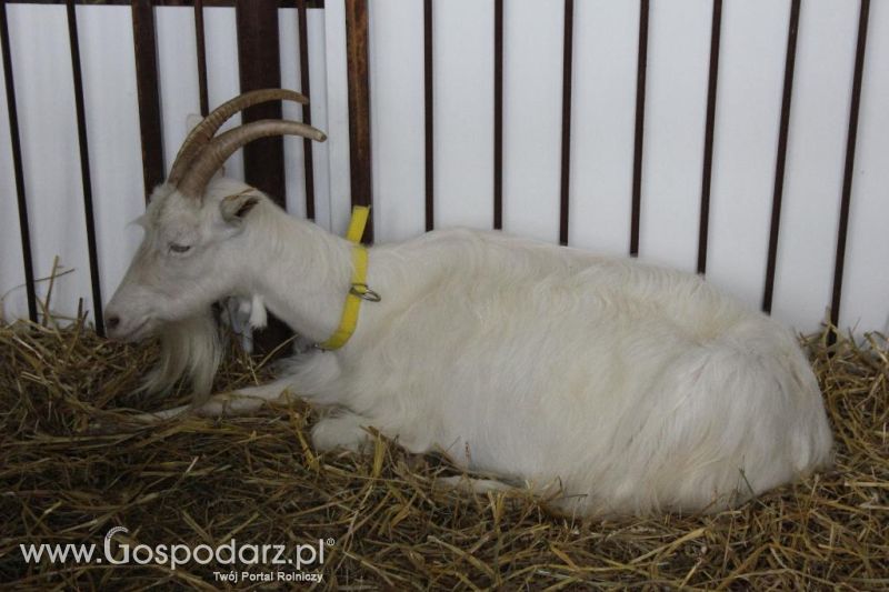 XXVI Krajowa Wystawa Zwierząt Hodowlanych - sobota i niedziela