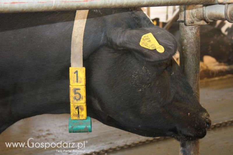 Wyjazd studyjny na farmę w Hohenhameln (Niemcy)