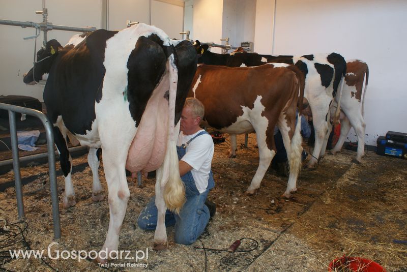 Bydło mleczne na XXV Krajowej Wystawie Zwierząt Hodowlanych