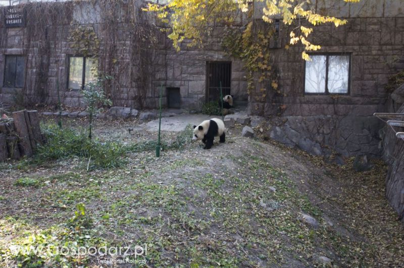 Gospodarz.pl w Chinach