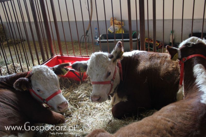 Zielone AGRO SHOW – POLSKIE ZBOŻA 2014 w Sielinku - sobota