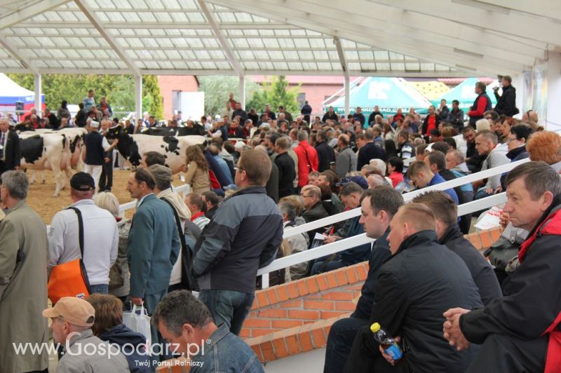 VII Ogólnopolska Wystawa Bydła Hodowlanego - Sielinko 2012