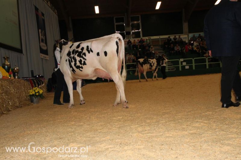 Wystawa  Blickpunkt Rind 2013 w miejscowości Paaren/Glien (Niemcy)