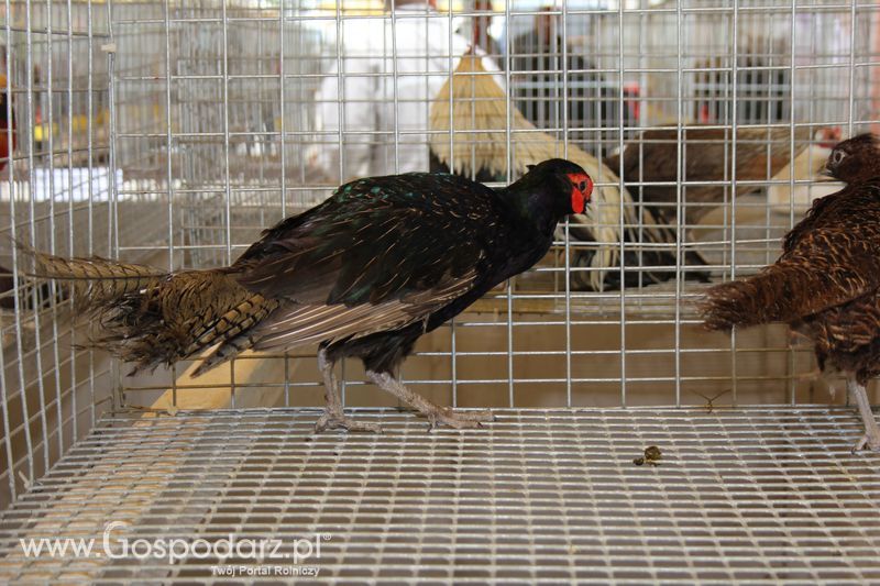 Wielkopolskie Targi Rolnicze „Sielinko 2011”  - Sobota