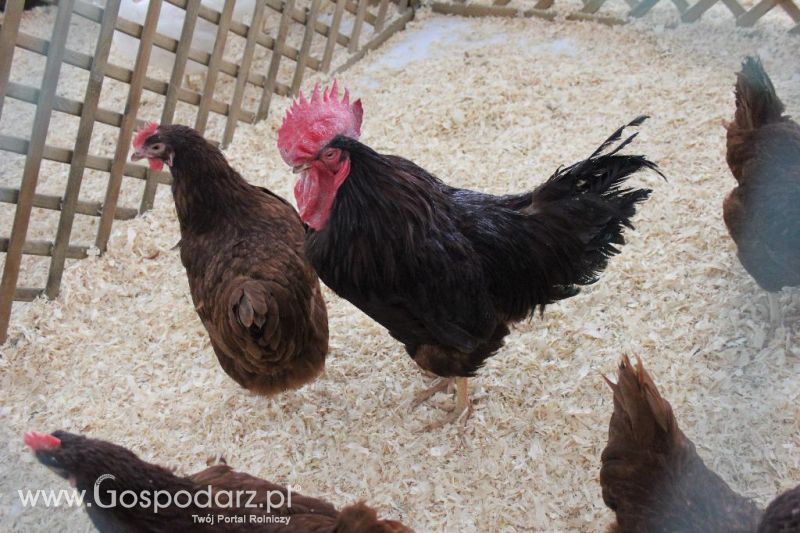 XXVI Krajowa Wystawa Zwierząt Hodowlanych - sobota i niedziela