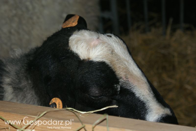 Owce i kozy na XXV Krajowej Wystawie Zwierząt Hodowlanych