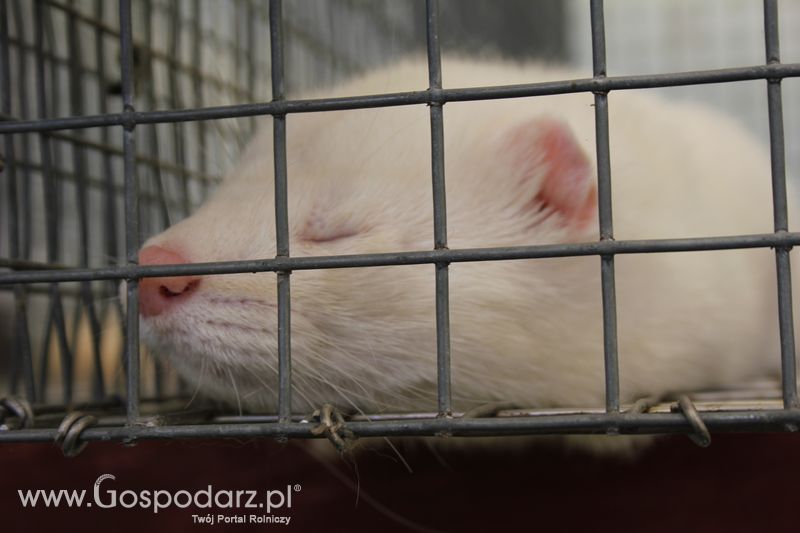 Konferencja Naukowo-Techniczna pt. Innowacyjność w produkcji zwierzęcej - oczekiwania czy konieczność dzień drugi