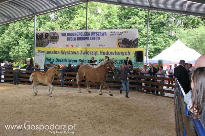 VIII Ogólnopolska Wystawa Bydła Hodowlanego, XXI Regionalna Wystawa Zwierząt Hodowlanych i Dni z Doradztwem Rolniczym w Szepietowie