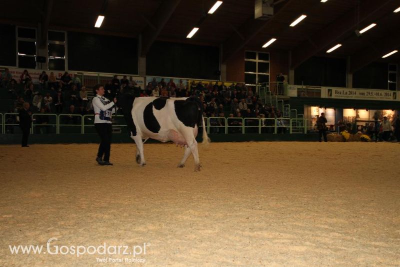 Wystawa  Blickpunkt Rind 2013 w miejscowości Paaren/Glien (Niemcy)