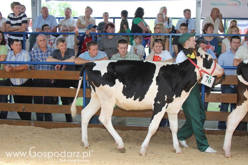Bydło - Szepietowo 2012 XIX Regionalna Wystawa Zwierząt Hodowlanych